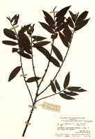 藏品(阿里山銳葉柃木)的圖片